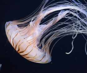 Pattern of jellyfish HD picture 01