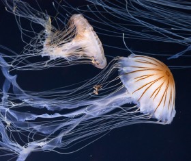 Pattern of jellyfish HD picture 02