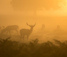 The fog in the fog Stock Photo