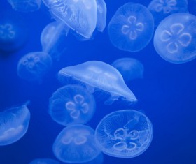 Peach blossom jellyfish HD picture 01