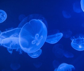 Peach blossom jellyfish HD picture 02