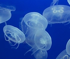 Peach blossom jellyfish HD picture 03