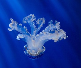 Pearl jellyfish HD picture