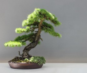 Pine bonsai Stock Photo