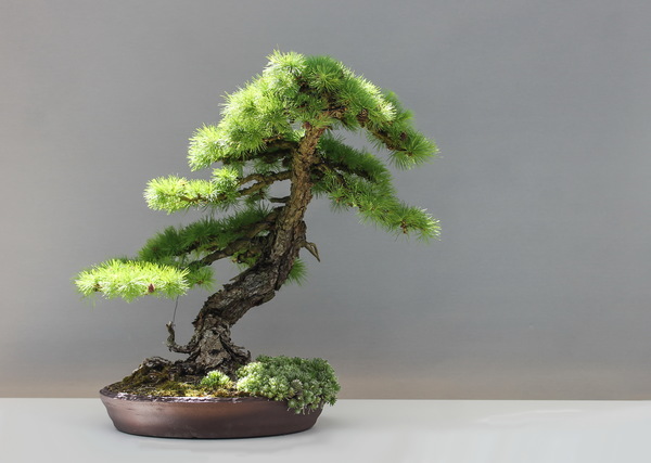 Pine bonsai Stock Photo