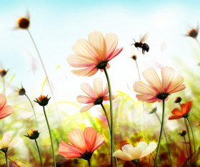 Pink daisy HD picture