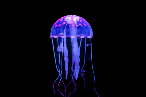 Pink transparent jellyfish HD picture