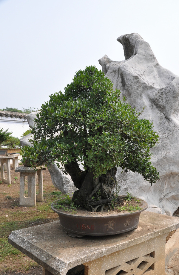 Plant bonsai HD picture
