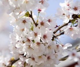 Plum blossom Stock Photo