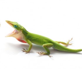 Predatory lizard Stock Photo