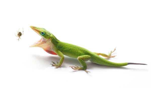 Predatory lizard Stock Photo