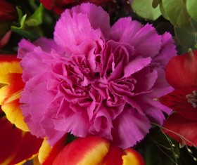 Purple Carnations Stock Photo