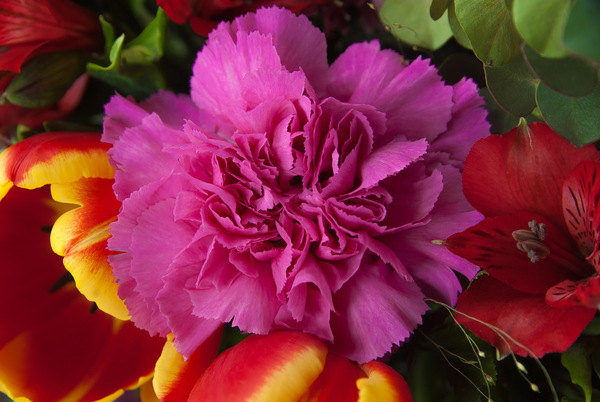 Purple Carnations Stock Photo