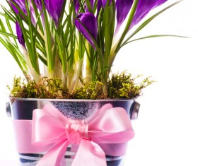 Purple daffodils HD picture