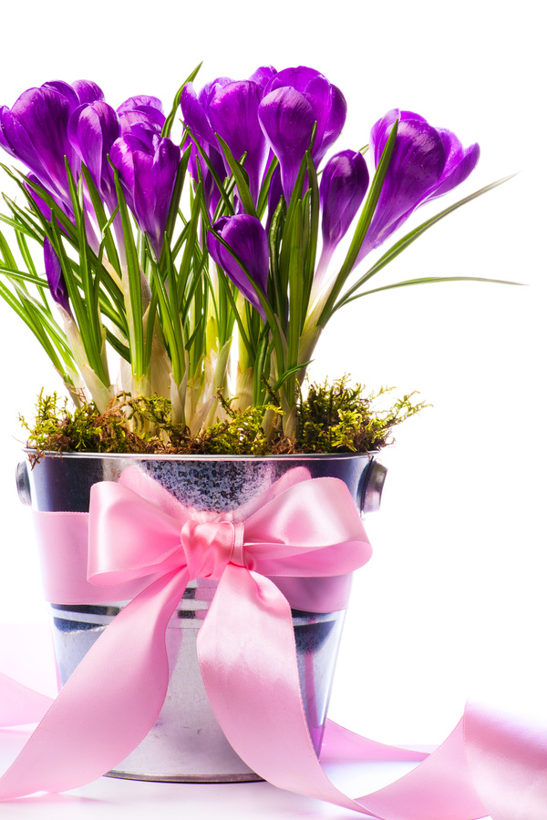Purple daffodils HD picture