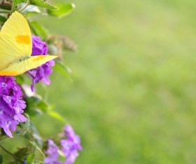 Purple flowers with yellow butterfly HD picture