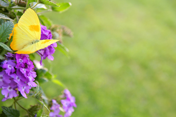 Purple flowers with yellow butterfly HD picture