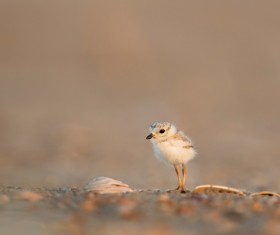 fledgling Stock Photo