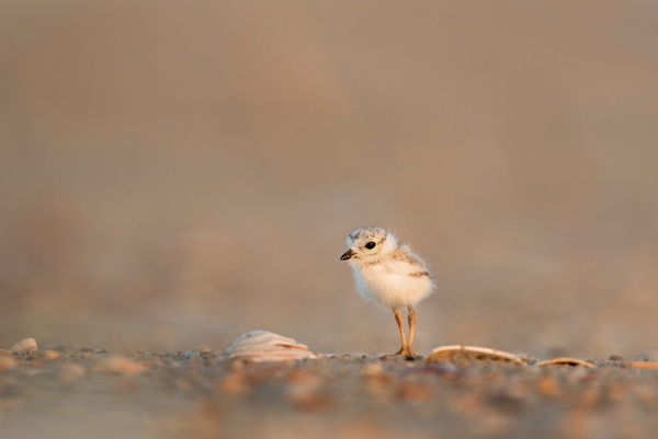 fledgling Stock Photo