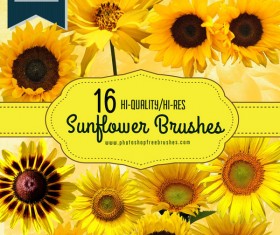 Realistic sunflower photoshop brushes