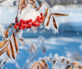 Red berries on the branch Stock Photo