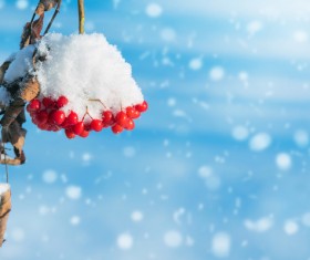 Red berries on the branches, snow Stock Photo 01