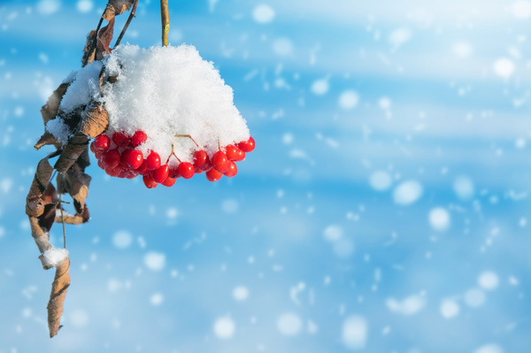 Red berries on the branches, snow Stock Photo 01