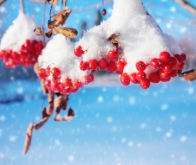 Red berries on the branches, snow Stock Photo 02