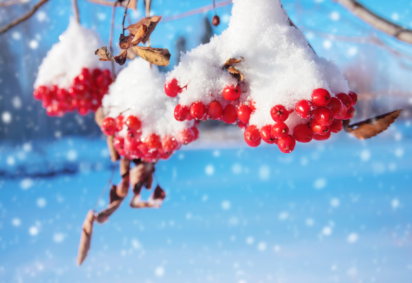 Red berries on the branches, snow Stock Photo 02