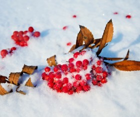 Red berries on the snow Stock Photo 01