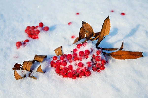 Red berries on the snow Stock Photo 01