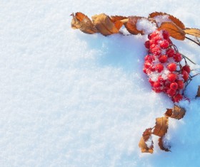 Red berries on the snow Stock Photo 02