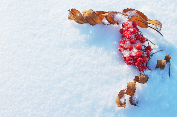 Red berries on the snow Stock Photo 02