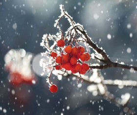Red berries on the snowy branches Stock Photo
