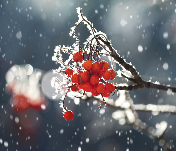 Red berries on the snowy branches Stock Photo