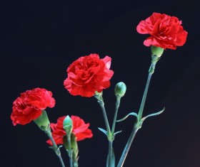 Red carnations Stock Photo