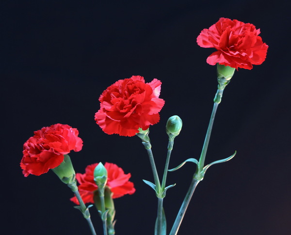 Red carnations Stock Photo