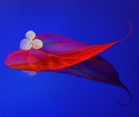 Red leaves Stock Photo