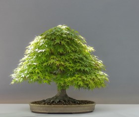 Red maple bonsai Stock Photo