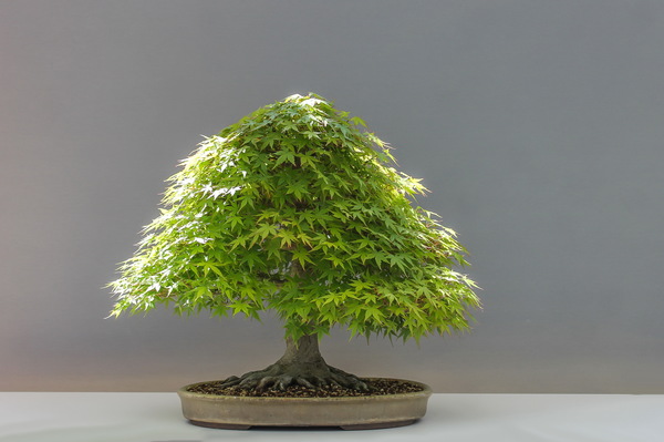 Red maple bonsai Stock Photo