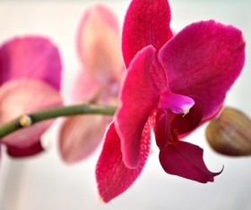 Red petals of orchids Stock Photo