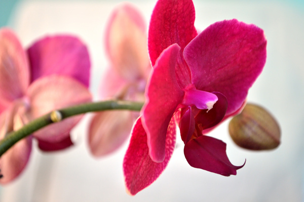 Red petals of orchids Stock Photo