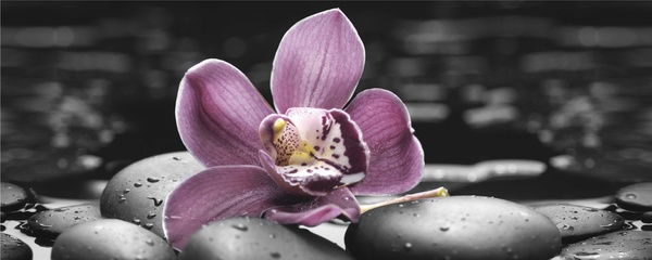 River with purple orchid Stock Photo