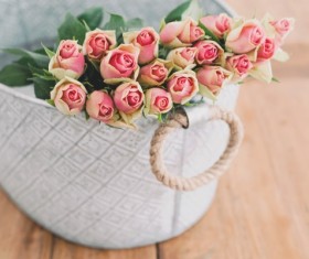 Beautiful roses Stock Photo