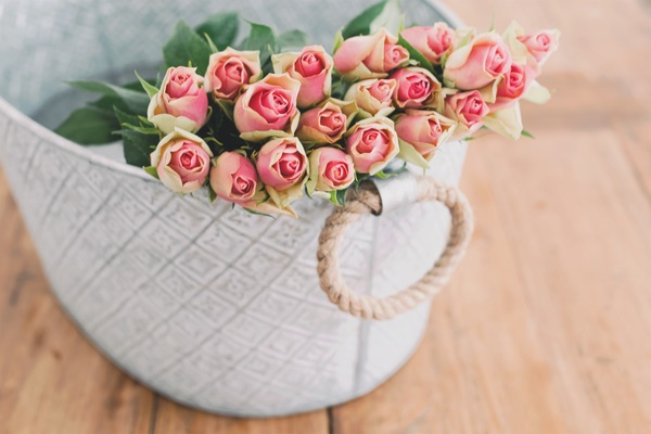 Beautiful roses Stock Photo