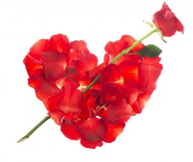 Romantic heart shaped roses HD picture