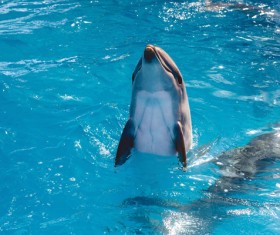 Sea dolphin upright Stock Photo