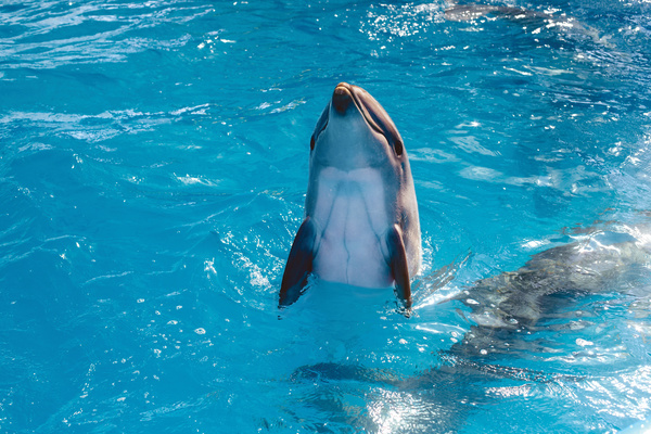 Sea dolphin upright Stock Photo