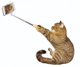 Self-timer kitten HD picture