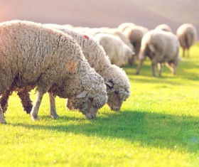 Sheep grazing Stock Photo